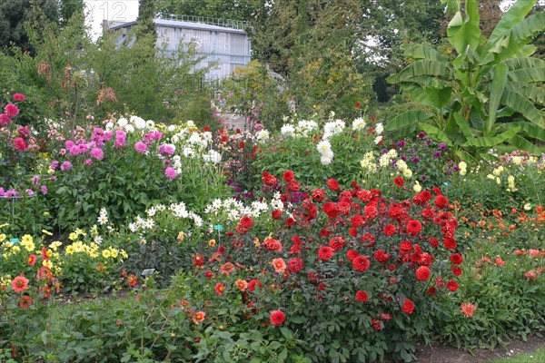 France, Haute Normandie, Seine Maritime, Rouen, rive gauche, jardin des plantes, fleurs, nature, jardin public,