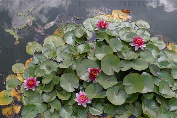 France, Haute Normandie, Seine Maritime, Rouen, rive gauche, jardin des plantes, fleurs, nature, ardin public,