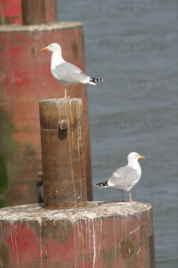 France, Haute Normandie, Seine Maritime, vallee de la Seine, au niveau des ecluses de Tancarville, goelands argentes,