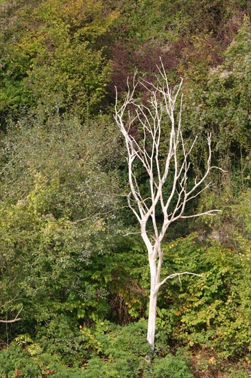 France, Haute Normandie, Seine Maritime, vallee de la Seine, arbre mort, hiver, foret,