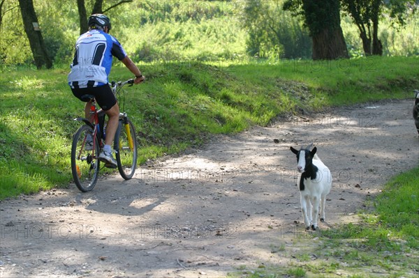 France, Haute Normandie, Seine Maritime, pays de la bresle maritime, chemin des etangs, etangs de la bresle, chevres sur chemin, cycliste, 
ponts et marais