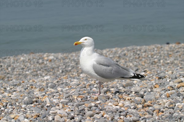 France, Haute Normandie, Seine Maritime, Dieppe, mer, plage galets, goeland argente,