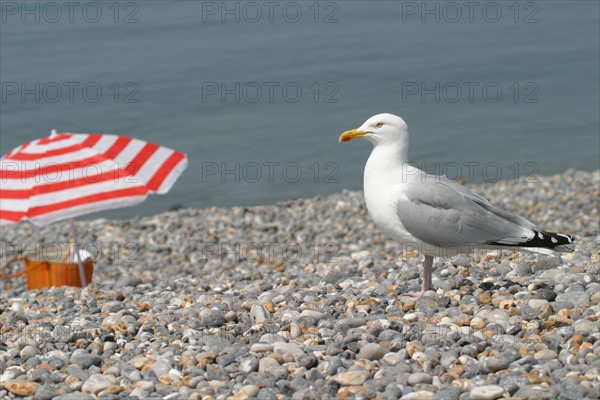 France, Haute Normandie, Seine Maritime, Dieppe, mer, plage galets, parasol, goeland argente,