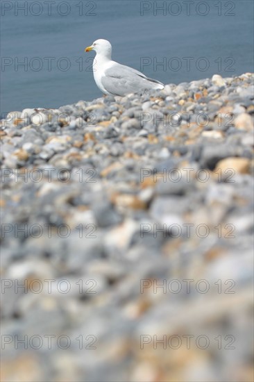 France, Haute Normandie, Seine Maritime, Dieppe, mer, plage galets, goeland argente,