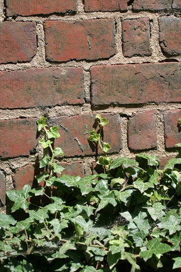 France, Haute Normandie, Seine Maritime, pays de Caux, detail habitat traditionnel, maison de briques, mur, lierre,