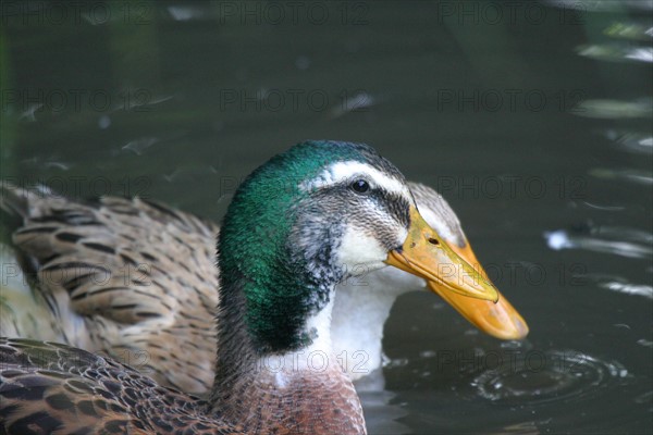 France, Haute Normandie, envronville, pays de Caux, animaux de la ferme, canards, mare,