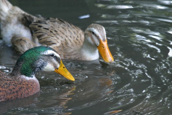 France, Haute Normandie, envronville, pays de Caux, animaux de la ferme, canards, mare,