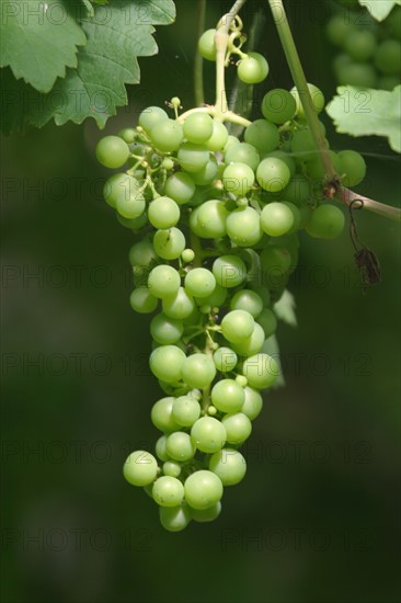 France, Haute Normandie, envronville, pays de Caux, jardin, vigne, grappe de raisin non mur,