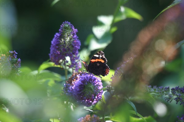 France, Haute Normandie, envronville, pays de Caux, papillon sur une fleur, jardin,