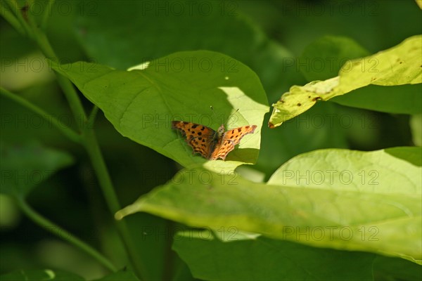 France, Haute Normandie, envronville, pays de Caux, papillon sur une fleur, jardin,