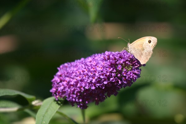 France, Haute Normandie, envronville, pays de Caux, papillon sur une fleur, jardin,