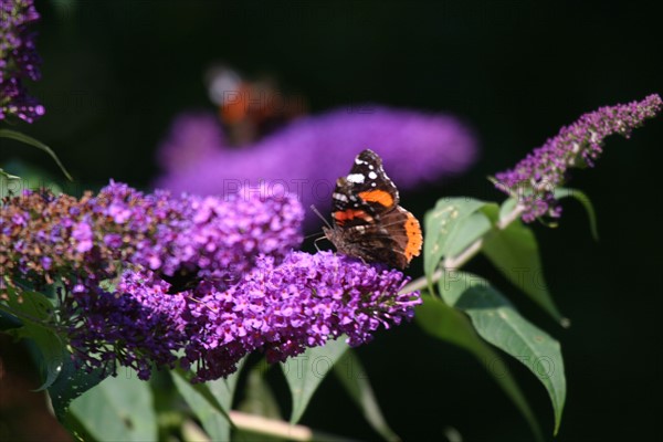 France, Haute Normandie, envronville, pays de Caux, papillon sur une fleur, jardin,