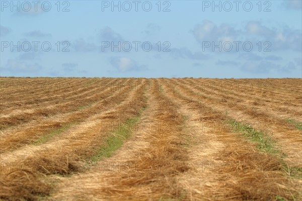 France, Haute Normandie, Seine Maritime, pays de Caux, Saint-Valery-en-Caux, champ de paille, fauchee, agriculture, ciel