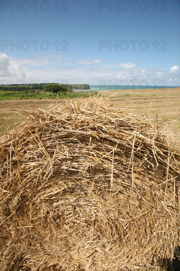 France, Haute Normandie, Seine Maritime, pays de Caux, veulettes sur mer, vue sur la plage et la falaise depuis les hauteurs de Paluel, roundballers, paille, agriculture,