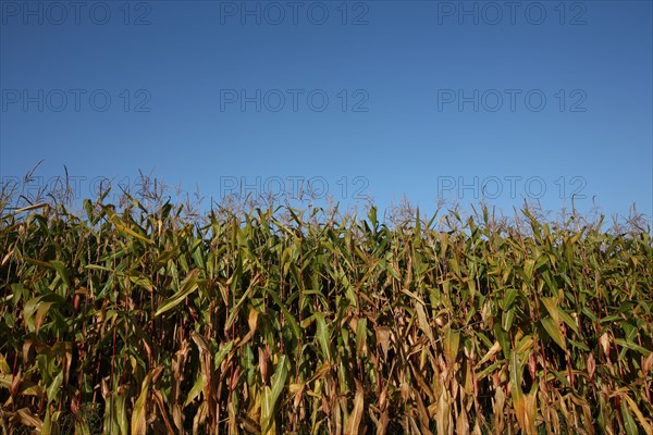 France, Haute Normandie, Seine Maritime, ecretteville les baons, champ de mais, agriculture, cereales,