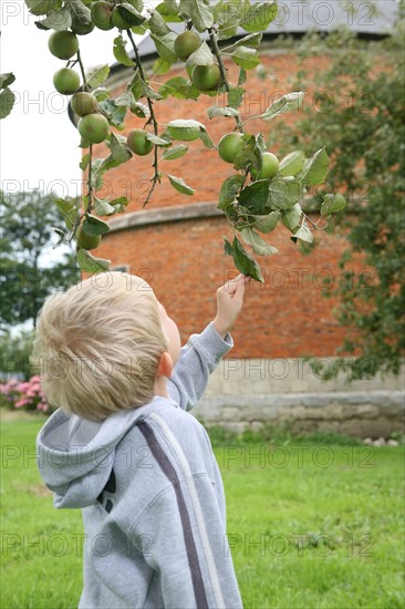 France, Haute Normandie, Seine Maritime, bretteville du grand caux, ecomusee de la pomme et du cidre, enfant et pommier, pommes, decouverte,