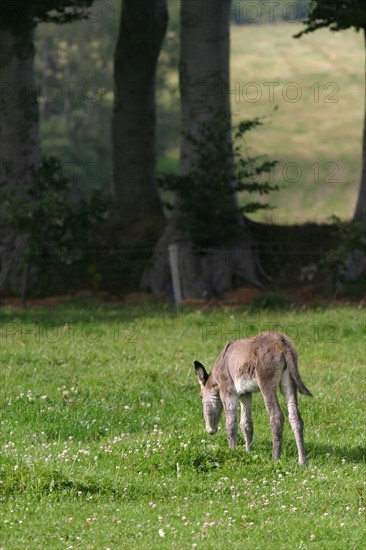 France, pays de caux