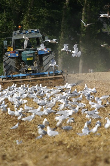 France, Haute Normandie, Seine Maritime, pays de Caux, mouettes dans un champ, agriculture, tracteur,