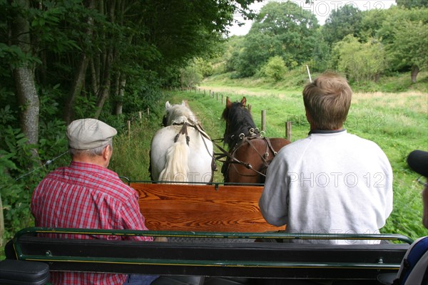 France, Haute Normandie, Seine Maritime, pays des hautes falaises, valleuse d'antifer, sortie nature attelee avec Cyriaque Lethuillier (defi Caux), cheval de trait, carriole, chemin,