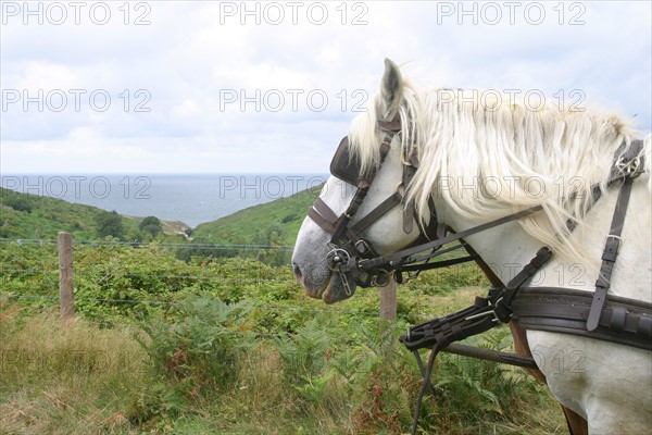 France, Haute Normandie, Seine Maritime, pays des hautes falaises, valleuse d'antifer, cheval de trait, percheron, mer,