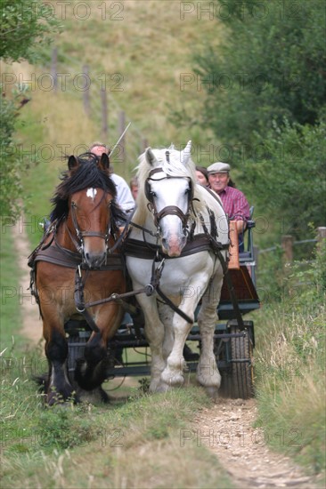 France, Haute Normandie, Seine Maritime, pays des hautes falaises, valleuse d'antifer, sortie nature attelee avec Cyriaque Lethuillier (defi Caux), cheval de trait, carriole, chemin,