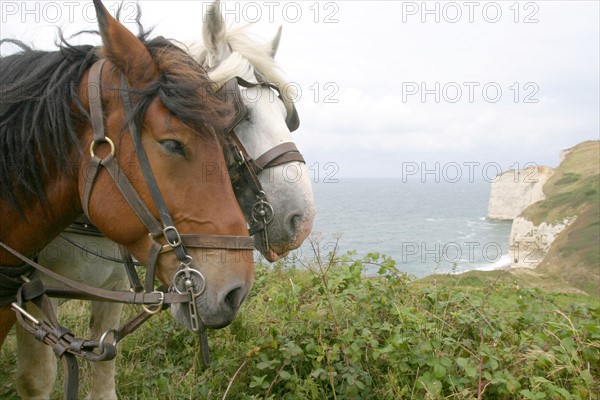 France, Haute Normandie, Seine Maritime, pays des hautes falaises, valleuse d'antifer, chevaux de trait, cob normand et percheron, mer, falaise,