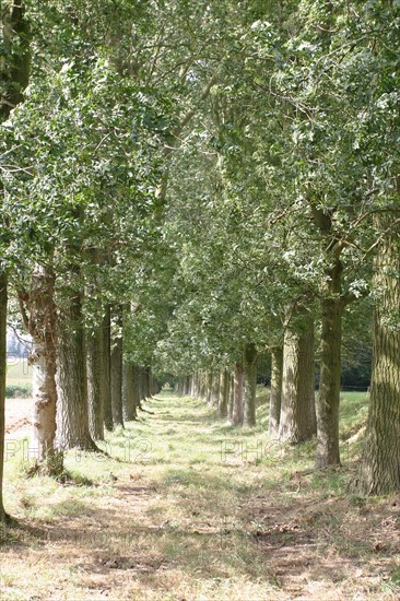 France, Haute Normandie, Seine Maritime, houquetot clos masure, ferme de l'etoile, allee d'arbres, double hetraie,