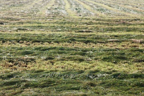 France, Haute Normandie, Seine Maritime, pays de Caux maritime, Paluel, herbe fraichement coupee, agriculture, foins,