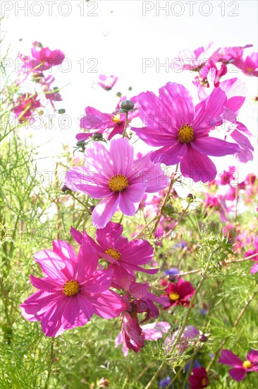 France, Haute Normandie, Seine Maritime, pays de Caux, jacheres fleuries en terroir de caux, fleurs champetres, autour de bacqueville en caux,