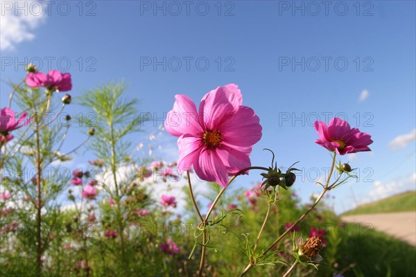 France, Haute Normandie, Seine Maritime, pays de Caux, jacheres fleuries en terroir de caux, fleurs champetres, autour de bacqueville en caux,