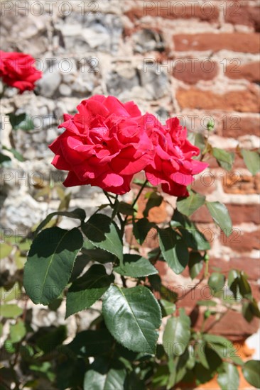 France, veules les roses