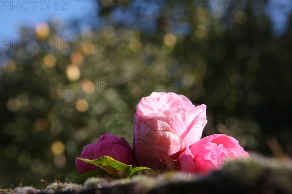 France, veules les roses