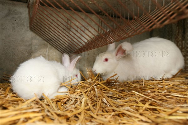 France, Haute Normandie, Seine Maritime, pays de Caux, le catellier, elevage de lapins angora, la ferme du chaud lapin M Lepecqueur, laine, lapins angora,