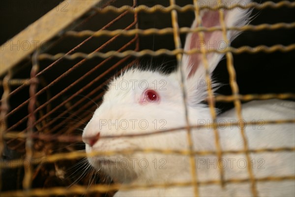 France, Haute Normandie, Seine Maritime, pays de Caux, le catellier, elevage de lapins angora, la ferme du chaud lapin M Lepecqueur, laine, lapin angora,