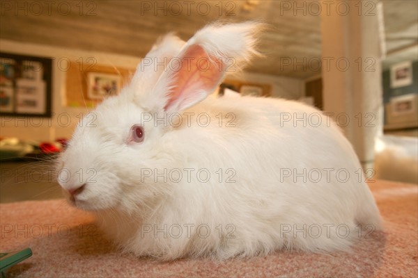 France, Haute Normandie, Seine Maritime, pays de Caux, le catellier, elevage de lapins angora, la ferme du chaud lapin M Lepecqueur, laine, lapin angora,