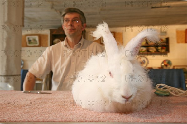 France, Haute Normandie, Seine Maritime, pays de Caux, le catellier, elevage de lapins angora, la ferme du chaud lapin M Lepecqueur, laine, lapin angora,