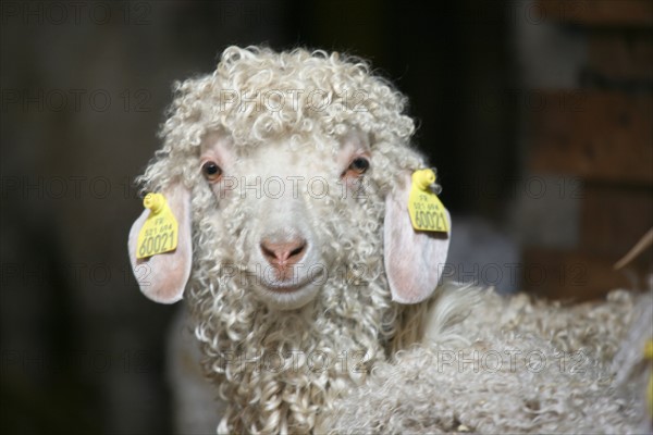 France, Haute Normandie, Seine Maritime, pays de Caux, saint crespin, elevage de chevres angora, mohair, manoir du camp,