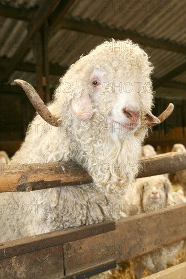 France, Haute Normandie, Seine Maritime, pays de Caux, saint crespin, elevage de chevres angora, mohair, manoir du camp, belier,