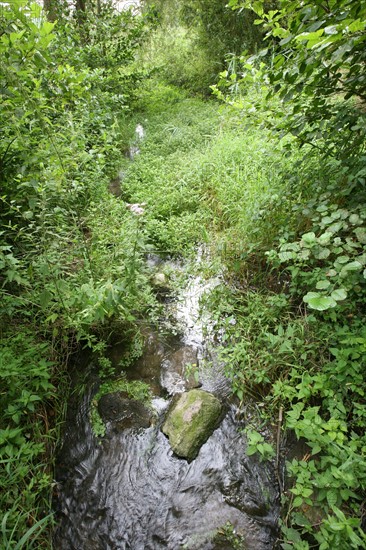 France, Haute Normandie, Seine Maritime, pays de la bresle maritime, entre la bresle et le chemin des etangs a Incheville, ruisseau, vegetation,