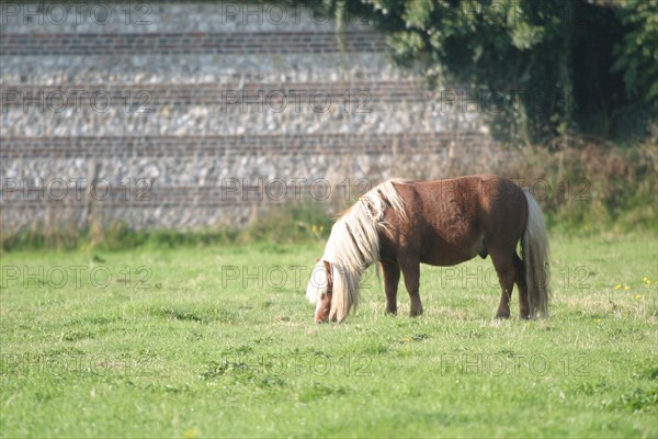 France, Haute Normandie, Seine Maritime, allouville bellefosse, au fil du GR 211, poney shetland, pature, champ, pre,