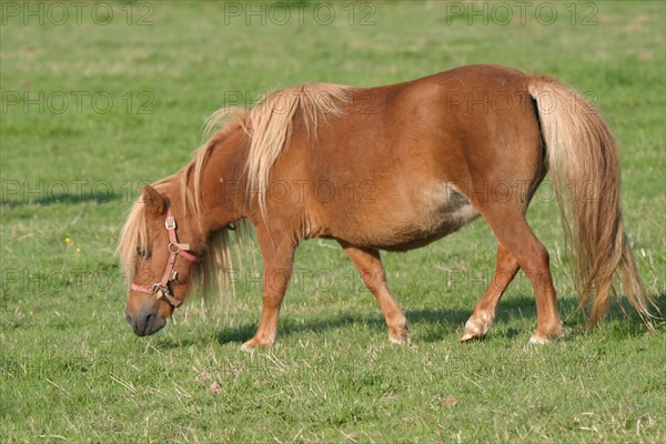 France, Haute Normandie, Seine Maritime, allouville bellefosse, au fil du GR 211, poney shetland, pature, champ, pre,