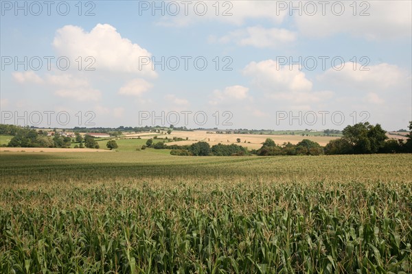 France, Haute Normandie, Seine Maritime, pays de bray, paysage des environs de gournay, champs, panorama, agriculture,