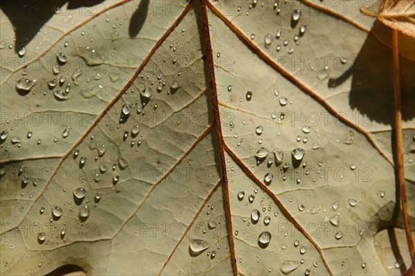 France, Haute Normandie, Seine Maritime, pays de bray, les ventes saint remy, feuilles d'automne au jardin du roi de rome, gouttes de pluie,