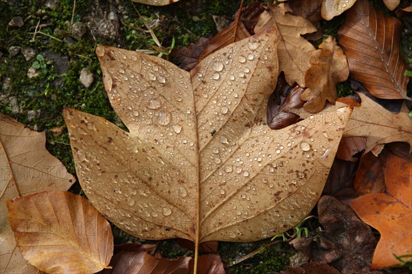 France, Haute Normandie, Seine Maritime, pays de bray, les ventes saint remy, feuilles d'automne au jardin du roi de rome, gouttes de pluie,