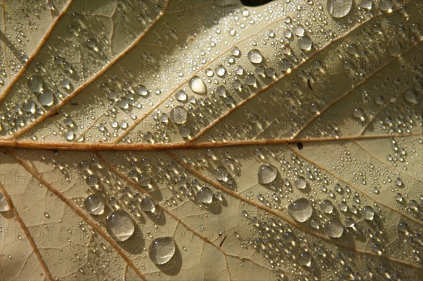 France, Haute Normandie, Seine Maritime, pays de bray, les ventes saint remy, feuilles d'automne au jardin du roi de rome, gouttes de pluie,