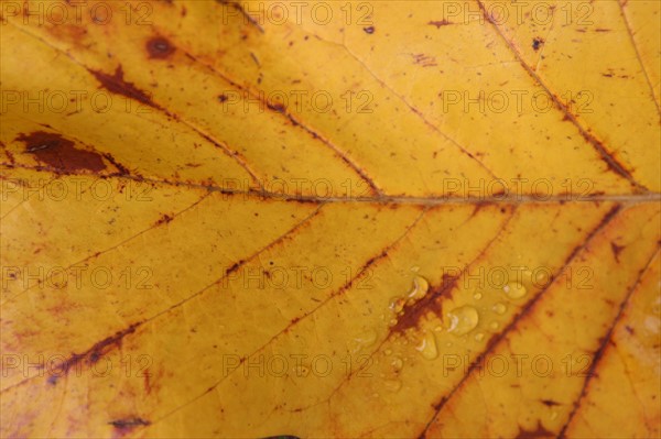 France, Haute Normandie, Seine Maritime, pays de bray, les ventes saint remy, feuilles d'automne au jardin du roi de rome, gouttes de pluie,