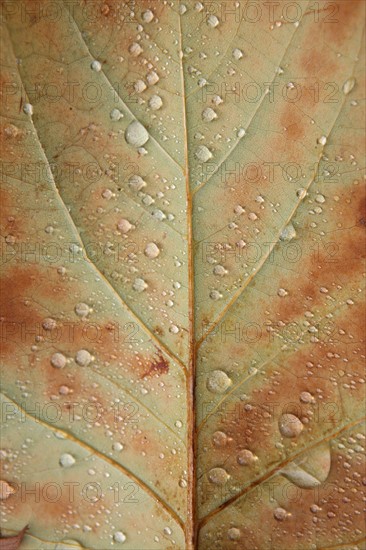 France, Haute Normandie, Seine Maritime, pays de bray, les ventes saint remy, feuilles d'automne au jardin du roi de rome, gouttes de pluie,