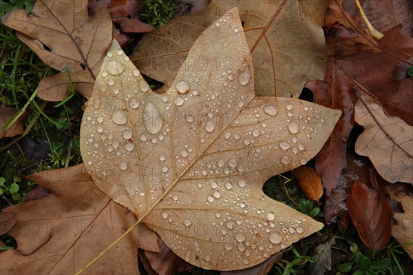 France, Haute Normandie, Seine Maritime, pays de bray, les ventes saint remy, feuilles d'automne au jardin du roi de rome, gouttes de pluie,