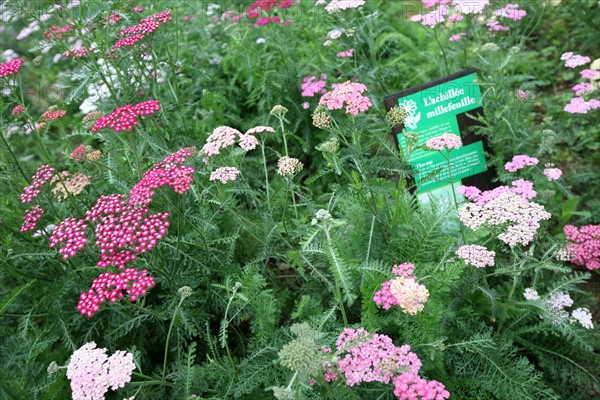 France, Haute Normandie, Seine Maritime, vallee de la Seine, gruchet le valasse, parc EANA, consacre au developpement durable, environnement, fleurs,