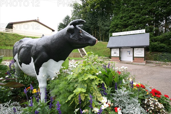 France, Haute Normandie, Seine maritime, pays du caux maritime, doudeville, distributeur de lait cru, ferme des porte de fer, Guillaume et Emmanuel eudier, vache, resine,